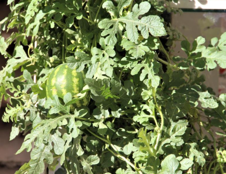 Yer: Elazığ! Betonların arasından çıktı, kimse anlam veremiyor... Kökünü incelemeye başladılar G2