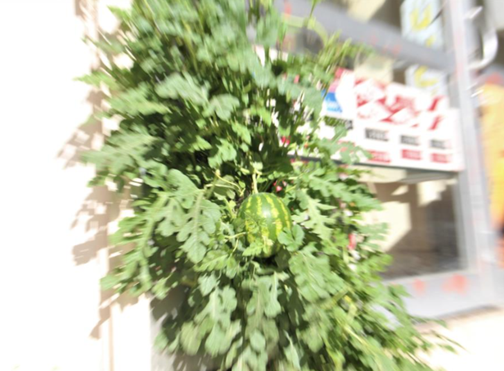 Yer: Elazığ! Betonların arasından çıktı, kimse anlam veremiyor... Kökünü incelemeye başladılar G3