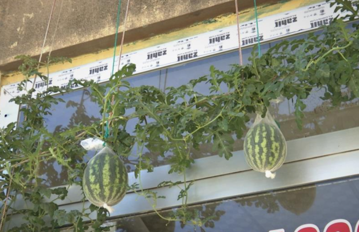 Yer: Elazığ! Betonların arasından çıktı, kimse anlam veremiyor... Kökünü incelemeye başladılar G5