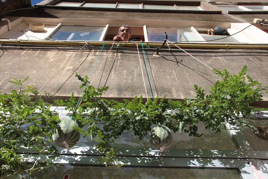 Yer: Elazığ! Betonların arasından &ccedil;ıktı, kimse anlam veremiyor... K&ouml;k&uuml;n&uuml; incelemeye başladılar