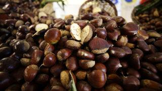 Aydın'da sezonun ilk kestaneleri borsaya getirildi