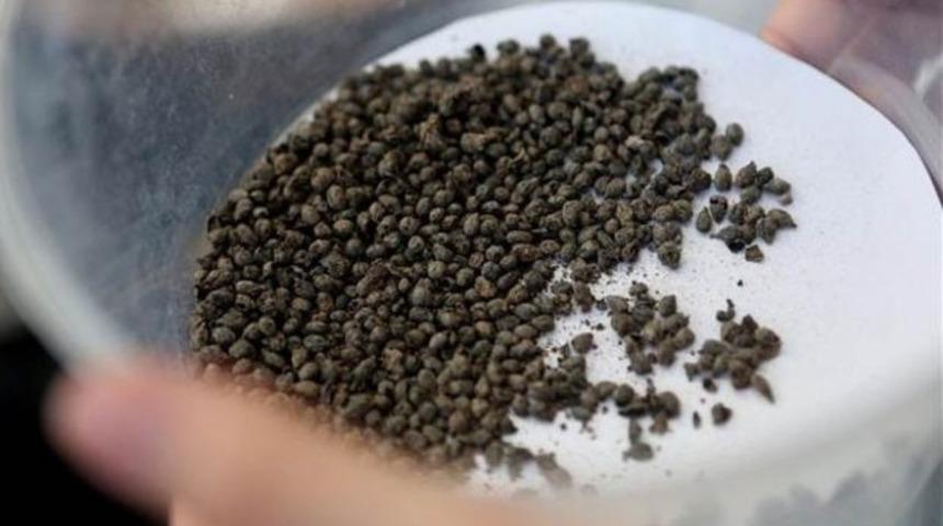 Yassıtepe'de 5 bin yıllık &uuml;z&uuml;m &ccedil;ekirdekleri bulundu