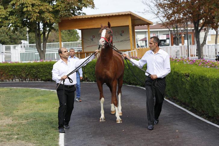 TİGEM 15 tay satışından 10 milyon lira gelir elde etti G4