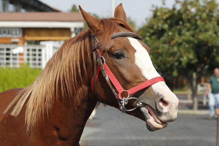 TİGEM 15 tay satışından 10 milyon lira gelir elde etti G5