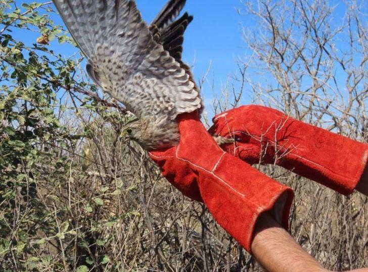 Kilis'te ayağına dolanan iple çalılıklara takılan atmaca kurtarıldı G1