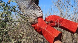 Kilis'te ayağına dolanan iple çalılıklara takılan atmaca kurtarıldı
