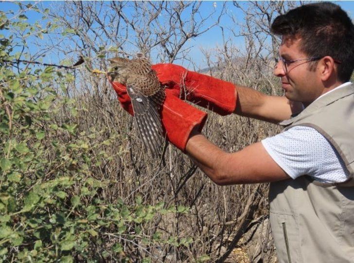 Kilis'te ayağına dolanan iple çalılıklara takılan atmaca kurtarıldı G2
