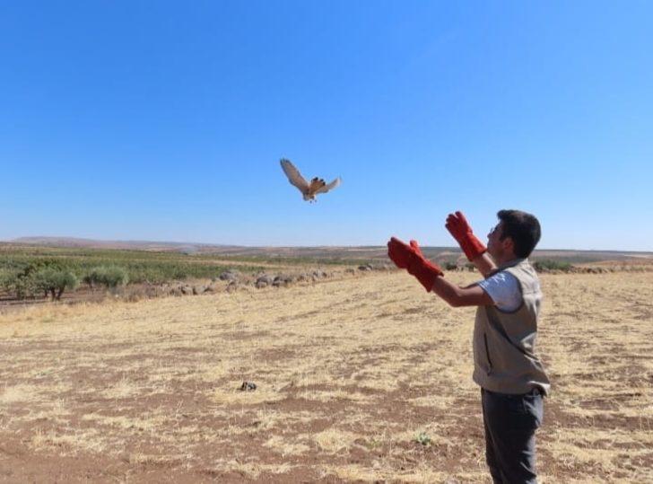 Kilis'te ayağına dolanan iple çalılıklara takılan atmaca kurtarıldı G3