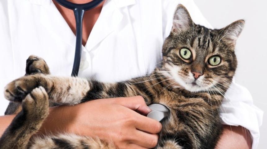 Kedi dışkısı kanser tedavisinde kullanılabilecek potansiyele sahip