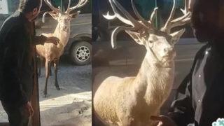 Git demişti, geyik Mete gerçekten gitti! Şimdi her yerde onu arıyor: Bir daha böyle davranmayacağım, ne olur geri dön