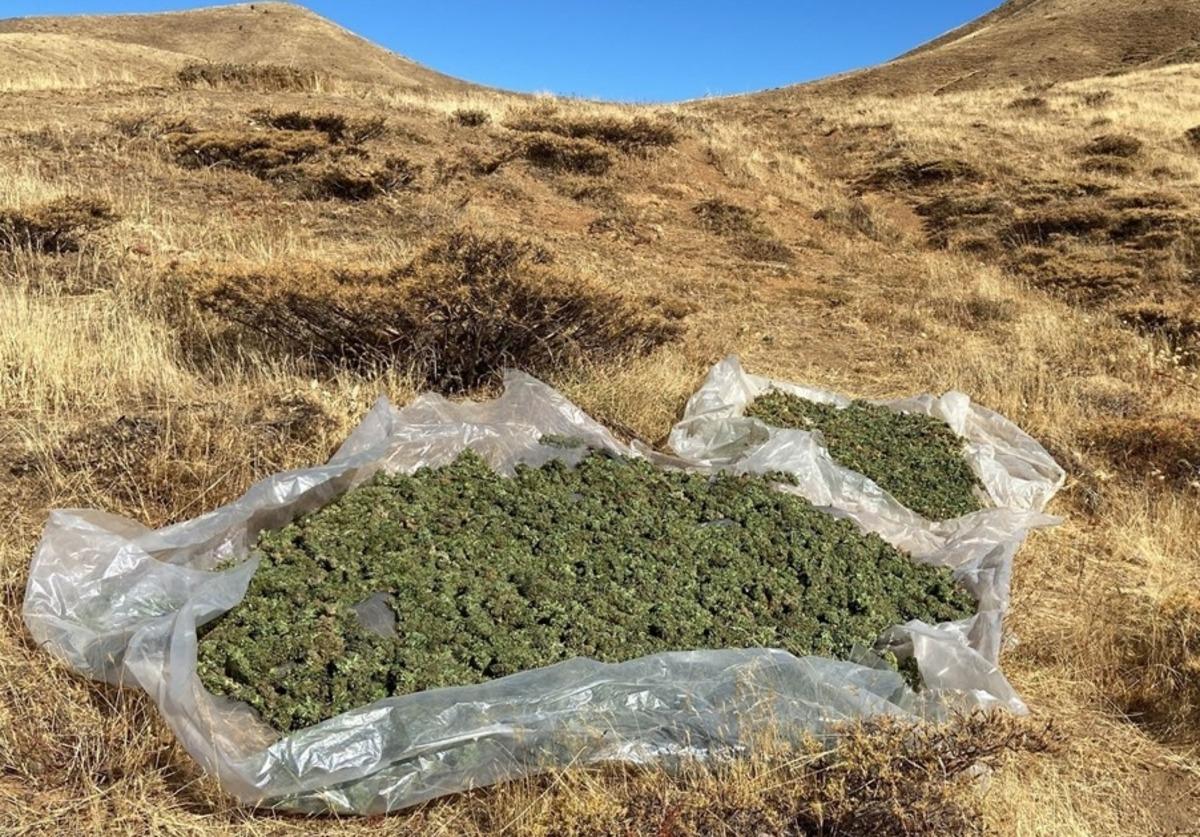 Bing&ouml;l'de 3 milyon 185 bin 445 k&ouml;k kenevir ele ge&ccedil;irildi