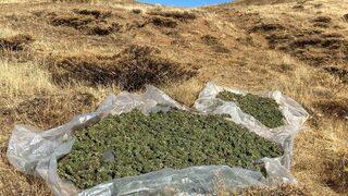 Bingöl'de 3 milyon 185 bin 445 kök kenevir ele geçirildi
