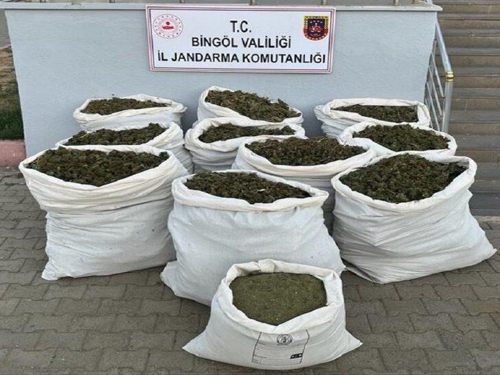Bingöl'de 3 milyon 185 bin 445 kök kenevir ele geçirildi G3