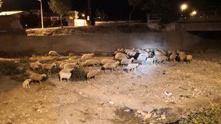 Çorum'da kaçan 60 küçükbaş polislerce bulunup sahibine teslim edildi