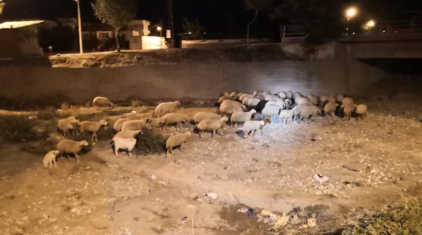 Çorum'da kaçan 60 küçükbaş polislerce bulunup sahibine teslim edildi