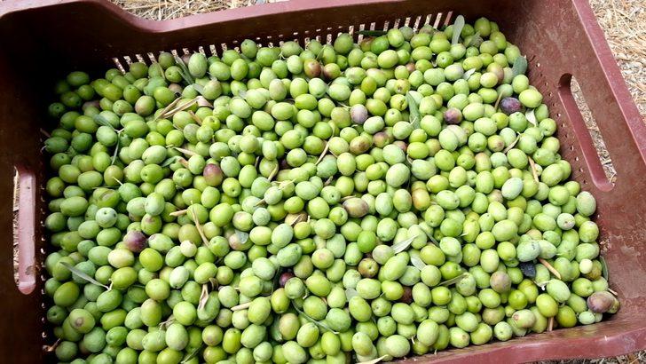 Mersin'de zeytin hasadına başlandı G2
