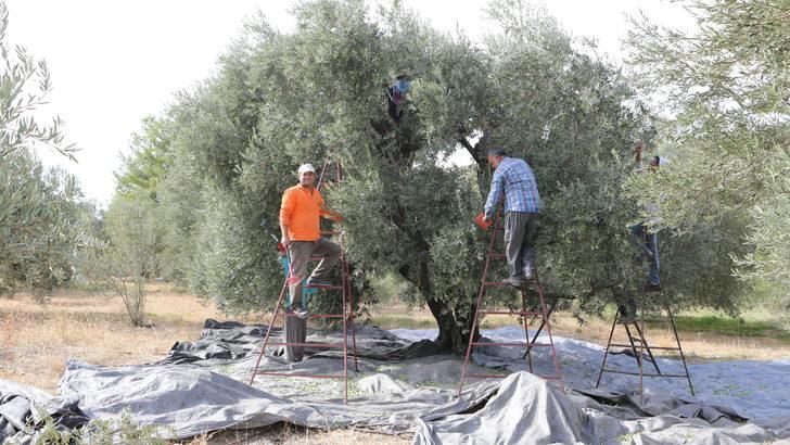 Mersin'de zeytin hasadına başlandı G3