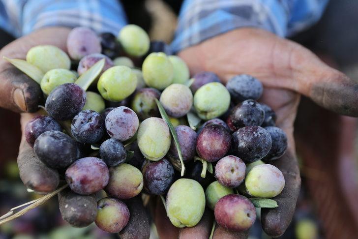 Mersin'de zeytin hasadına başlandı G4