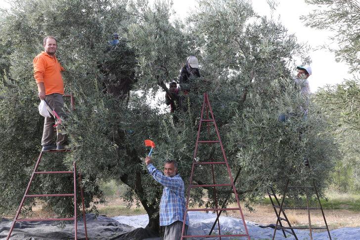 Mersin'de zeytin hasadına başlandı G5