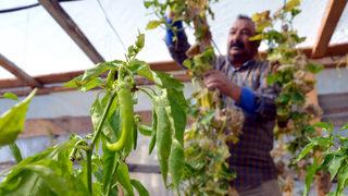 Sarıkamış'ta emekli işçi 2150 rakımda sebze ve meyve yetiştiriyor