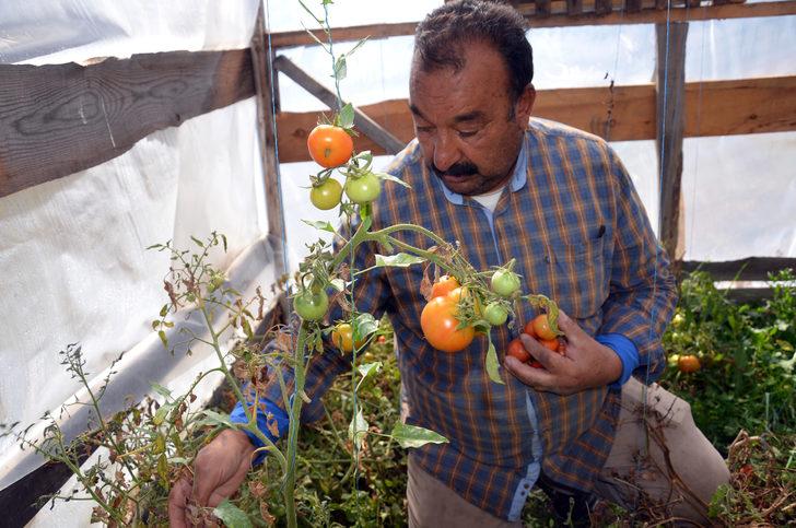 Sarıkamış'ta emekli işçi 2150 rakımda sebze ve meyve yetiştiriyor G2