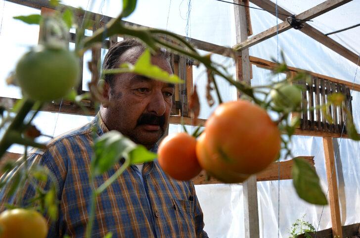 Sarıkamış'ta emekli işçi 2150 rakımda sebze ve meyve yetiştiriyor G3