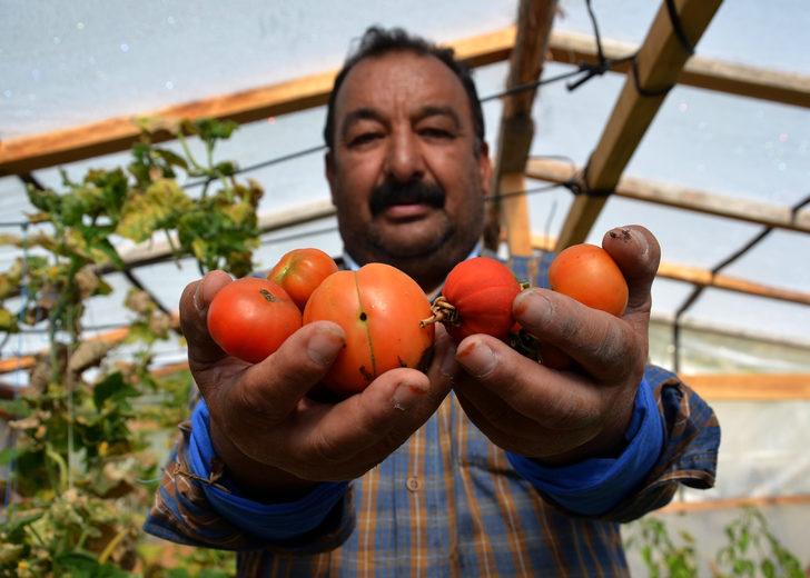 Sarıkamış'ta emekli işçi 2150 rakımda sebze ve meyve yetiştiriyor G4