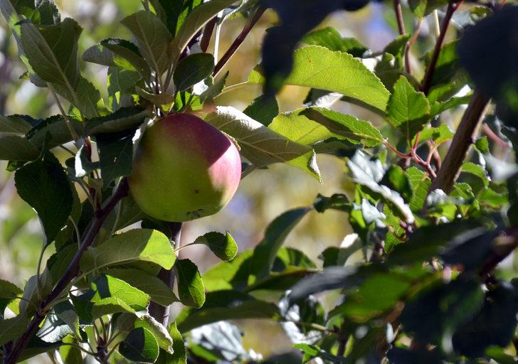 Sarıkamış'ta emekli işçi 2150 rakımda sebze ve meyve yetiştiriyor G5