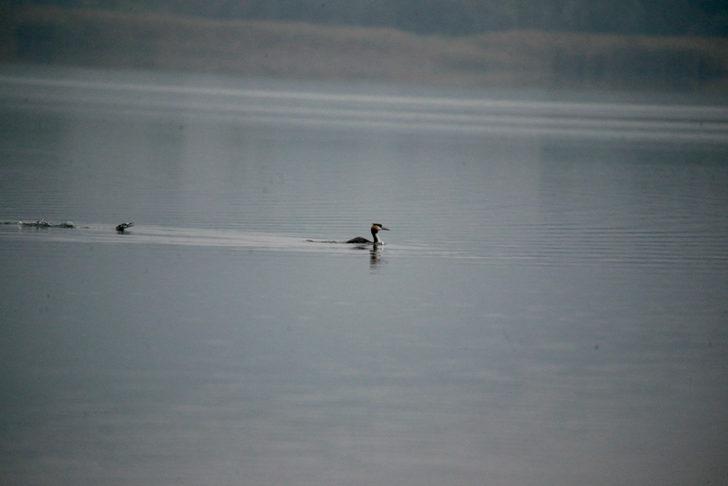 Yeniçağa Gölü göç mevsiminde mola veren kuşları ağırlıyor G1