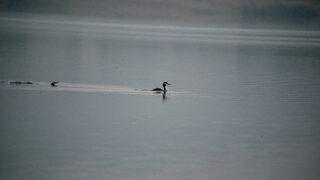 Yeniçağa Gölü göç mevsiminde mola veren kuşları ağırlıyor