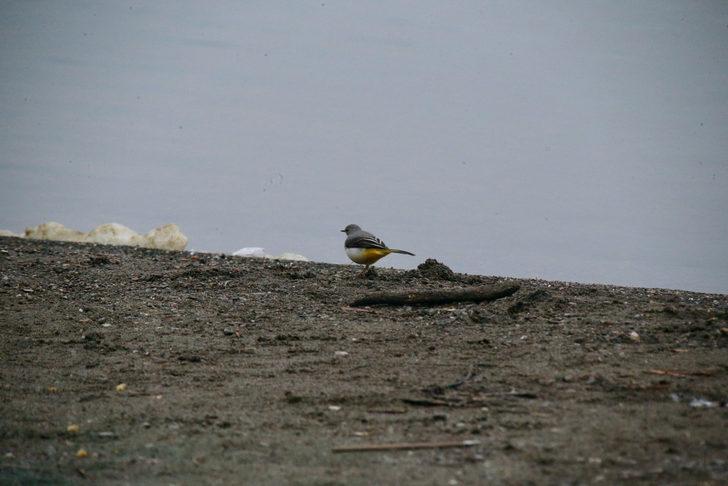 Yeniçağa Gölü göç mevsiminde mola veren kuşları ağırlıyor G2