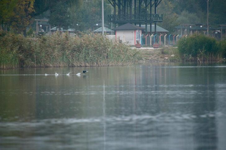 Yeniçağa Gölü göç mevsiminde mola veren kuşları ağırlıyor G3