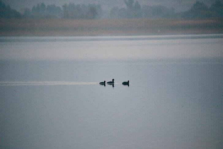 Yeniçağa Gölü göç mevsiminde mola veren kuşları ağırlıyor G4