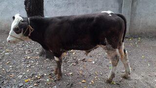 Çorum'da bağ evinden 24 hayvan çalan zanlı yakalandı