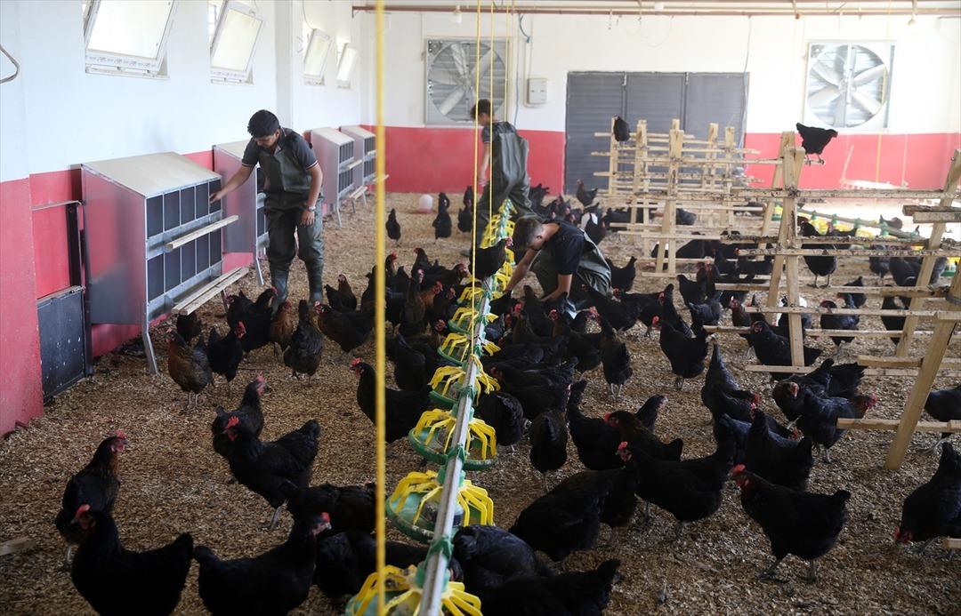 &Ccedil;iftlik gibi lise... Yumurta &uuml;reterek para basıyor! 8 ayda 150 bin lira ciro yaptı