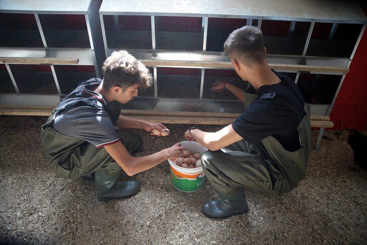 Çiftlik gibi lise... Yumurta üreterek para basıyor! 8 ayda 150 bin lira ciro yaptı G1