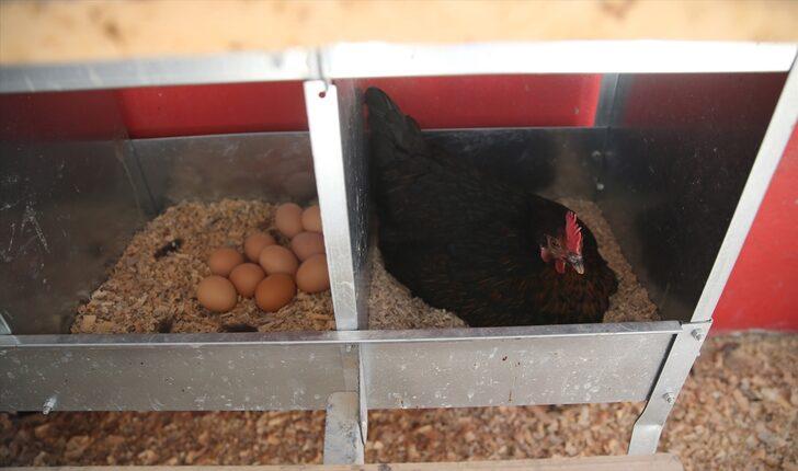 Çiftlik gibi lise... Yumurta üreterek para basıyor! 8 ayda 150 bin lira ciro yaptı G4