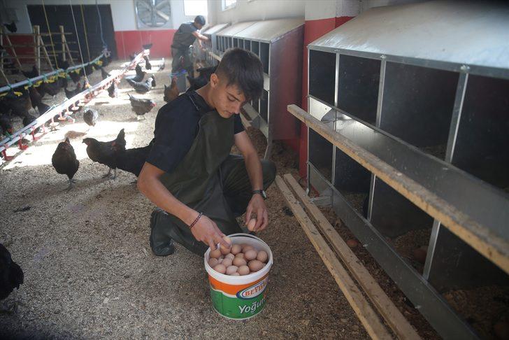 Çiftlik gibi lise... Yumurta üreterek para basıyor! 8 ayda 150 bin lira ciro yaptı G5