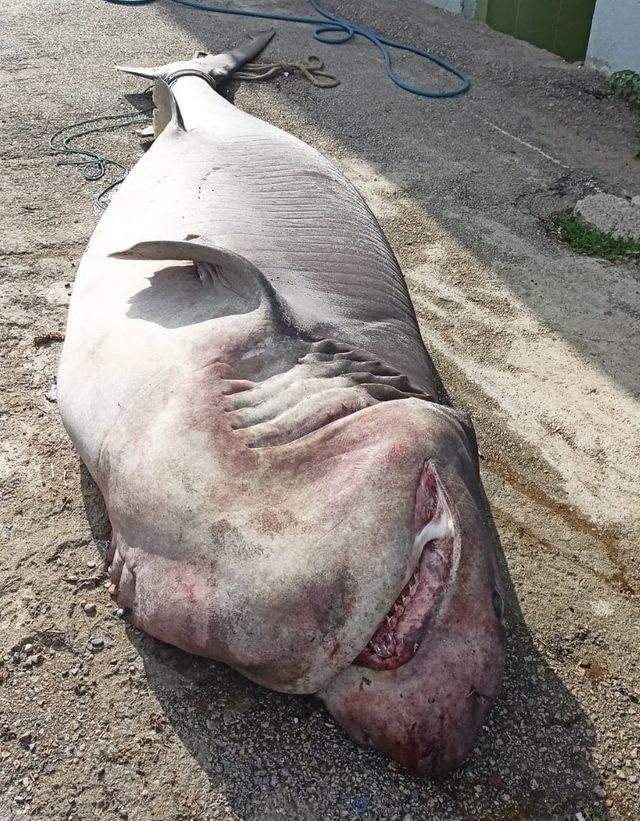 Marmara Denizi'nde camgöz cinsi köpek balığı yakalandı