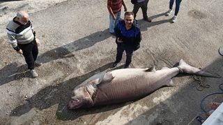 Marmara Denizi'nde camgöz cinsi köpek balığı yakalandı