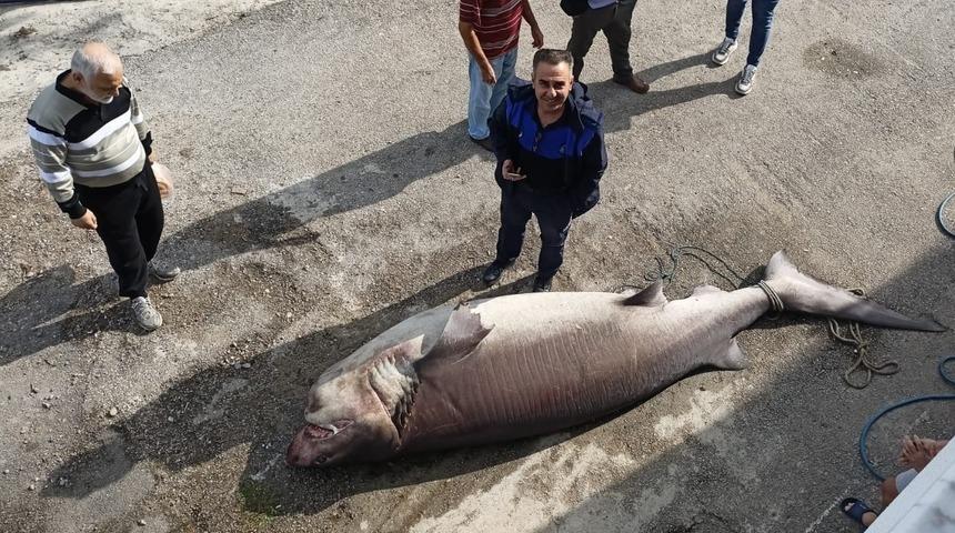 Marmara Denizi'nde camgöz cinsi köpek balığı yakalandı