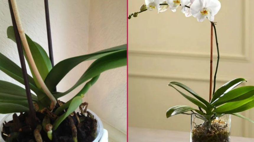 &Ccedil;&uuml;r&uuml;d&uuml; sanarak &ccedil;&ouml;pe atmayın! Orkideyi tekrardan canlandırabilirsiniz