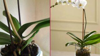 Çürüdü sanarak çöpe atmayın! Orkideyi tekrardan canlandırabilirsiniz