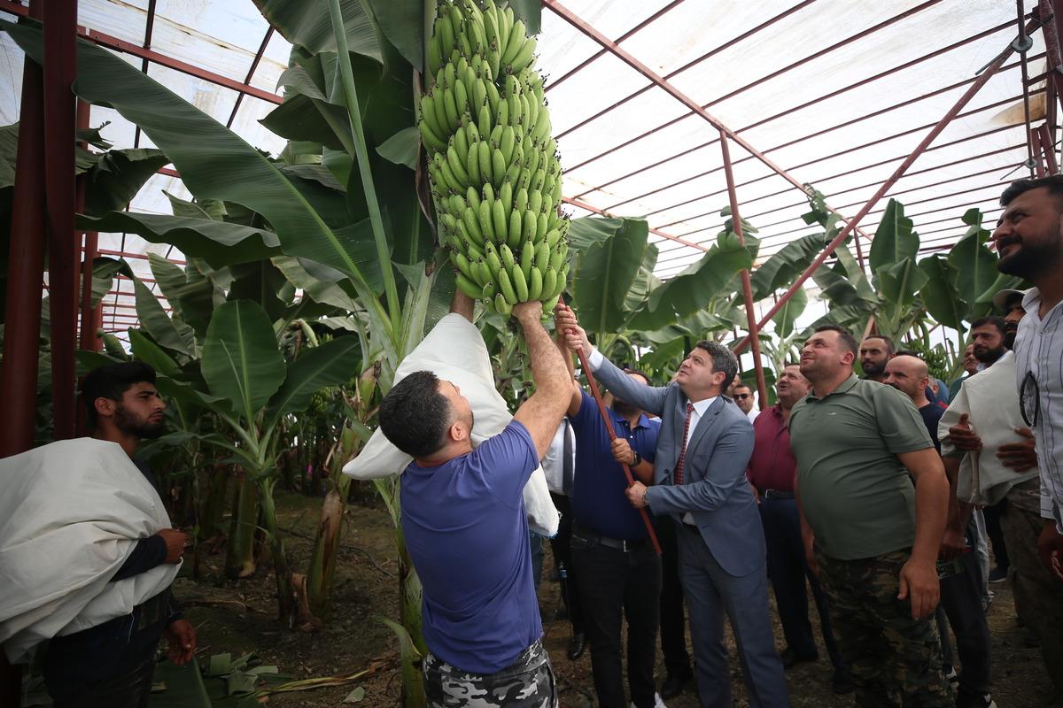 Hatay'da muz hasadı yapıldı