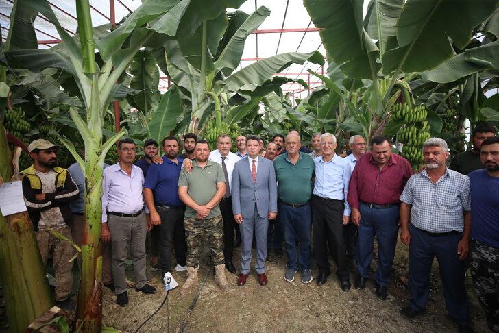 Hatay'da muz hasadı yapıldı G2