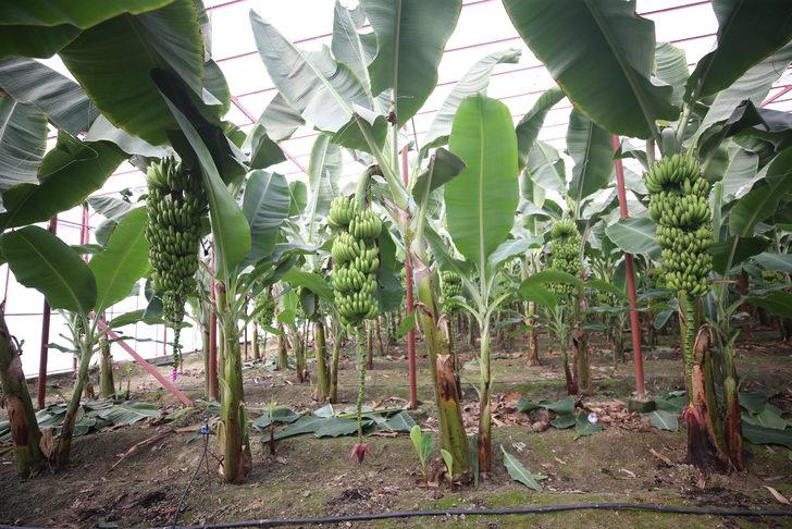 Hatay'da muz hasadı yapıldı G3