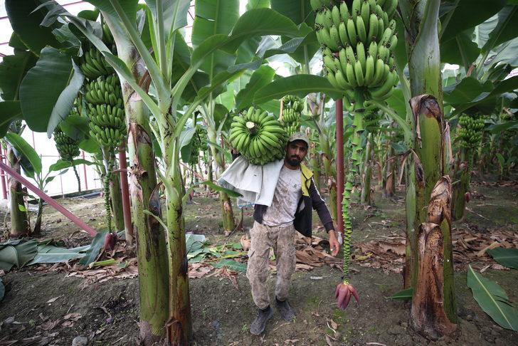 Hatay'da muz hasadı yapıldı G5