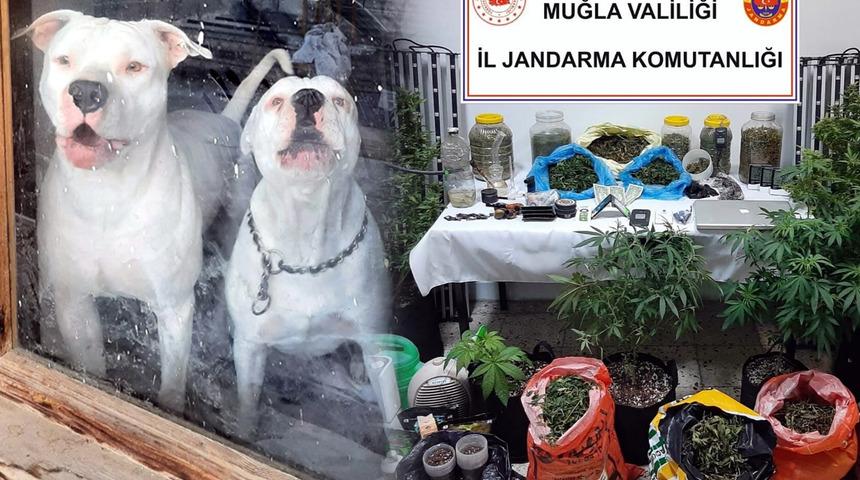 2 aydır takip ediliyorlardı! Pitbull köpekleriyle korunan bağ evine operasyon: 1'i İsrailli 2 kişi gözaltında