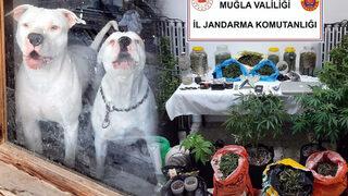 2 aydır takip ediliyorlardı! Pitbull köpekleriyle korunan bağ evine operasyon: 1'i İsrailli 2 kişi gözaltında