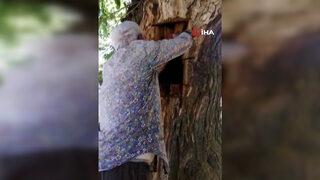Son bal bükücü! Ağaç gövdesinden kova kova çıktı, görenler hayrete düştü